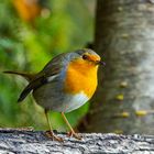  - ROTKEHLCHEN - ( Erithacus rubecula )