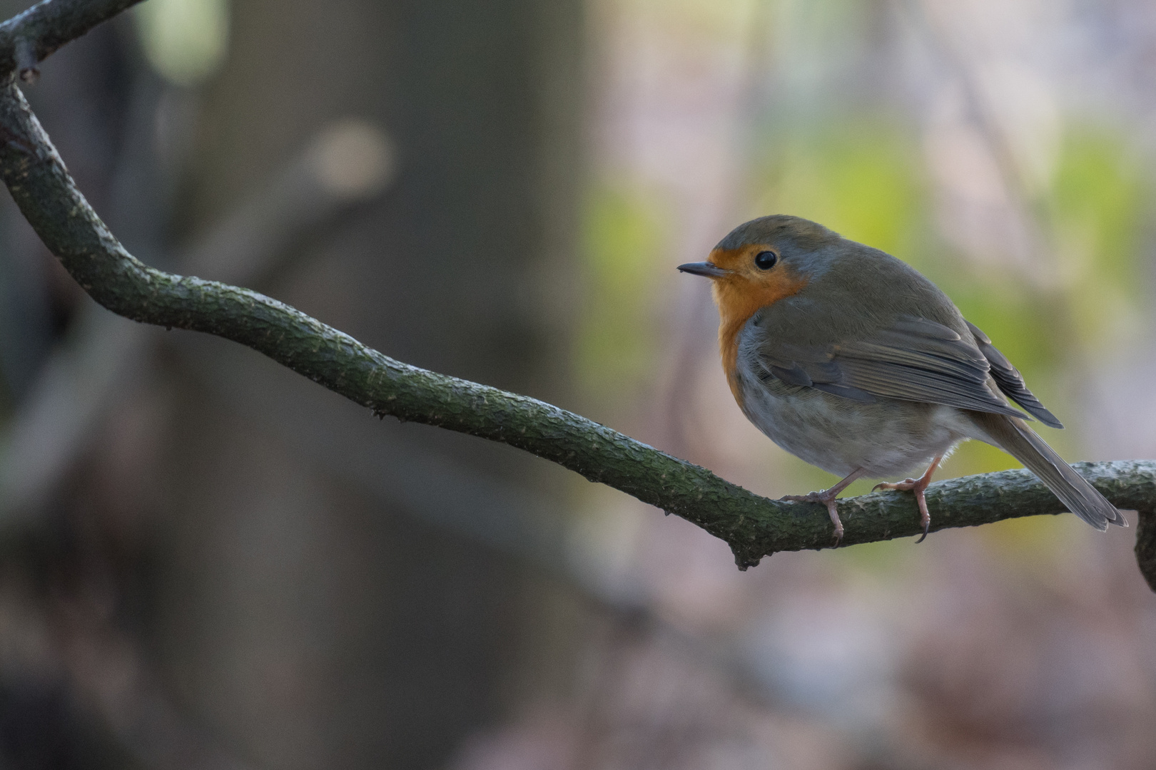 Rotkehlchen (Erithacus rubecula), Hamburg, Deutschland