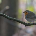 Rotkehlchen (Erithacus rubecula), Hamburg, Deutschland