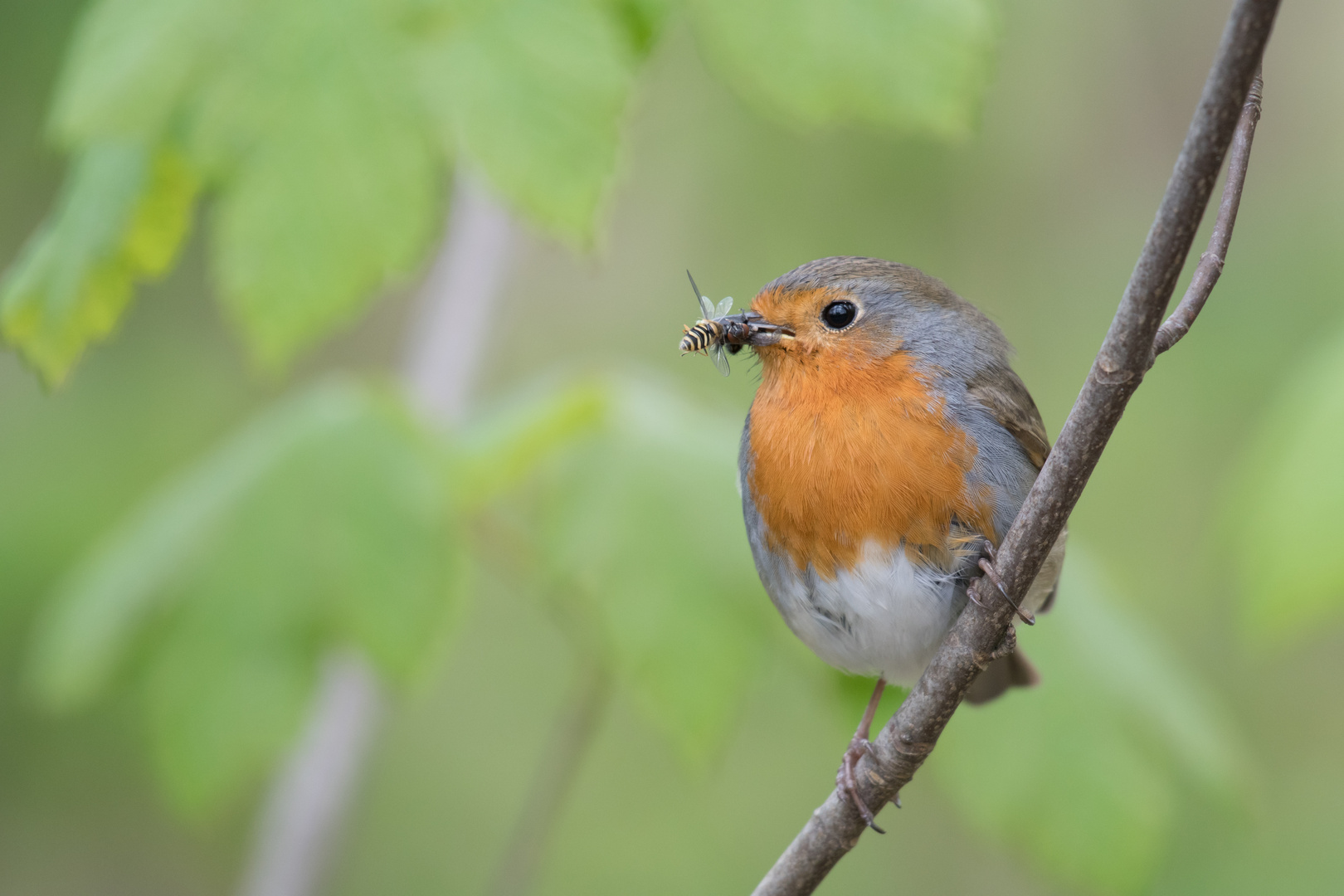 Rotkehlchen (Erithacus rubecula), Hamburg, Deutschland