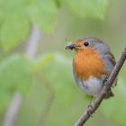 Rotkehlchen (Erithacus rubecula), Hamburg, Deutschland