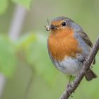 Rotkehlchen (Erithacus rubecula), Hamburg, Deutschland