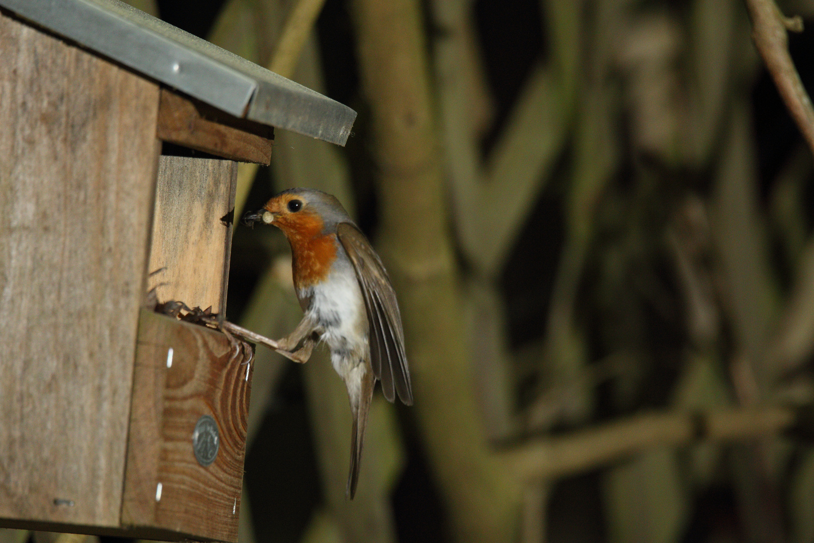 Rotkehlchen Erithacus rubecula I