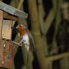 Rotkehlchen Erithacus rubecula I