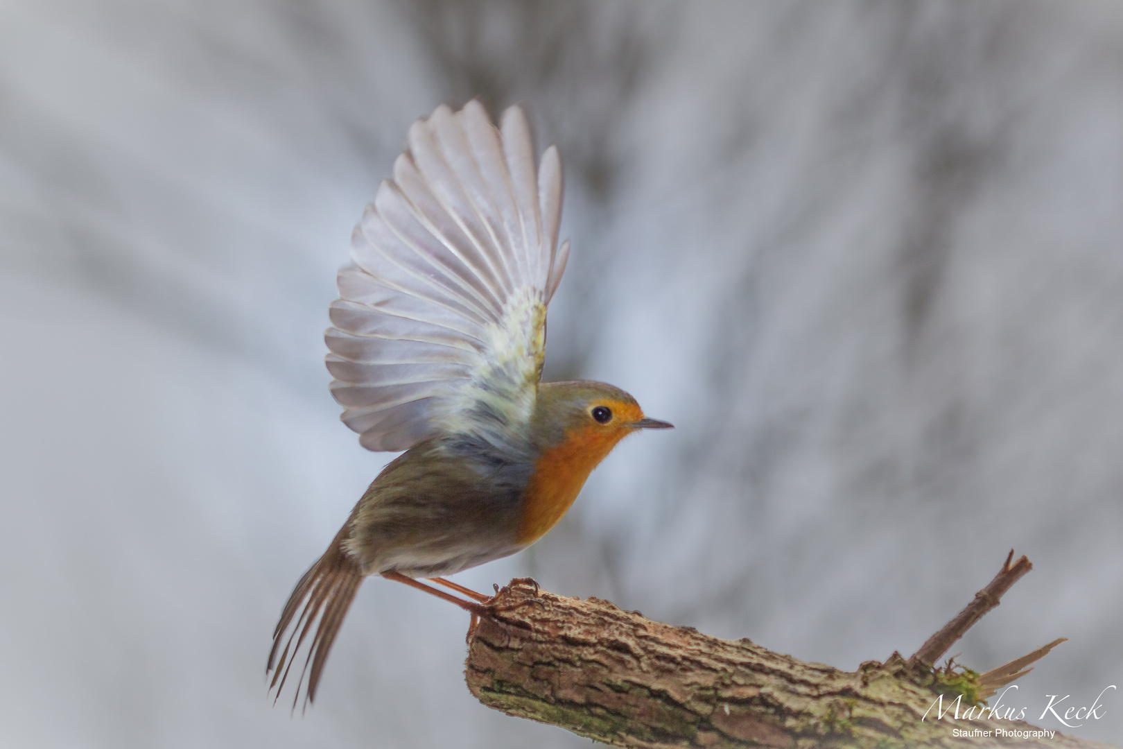 Rotkehlchen - Erithacus rubecula II