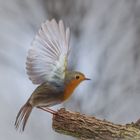 Rotkehlchen - Erithacus rubecula II