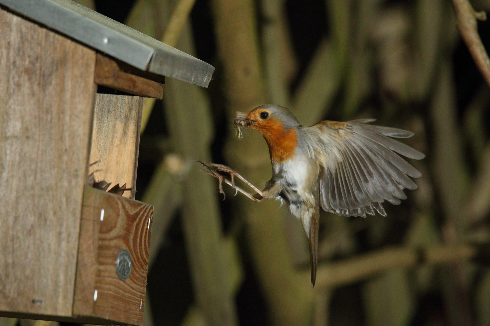 Rotkehlchen Erithacus rubecula II