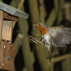 Rotkehlchen Erithacus rubecula II