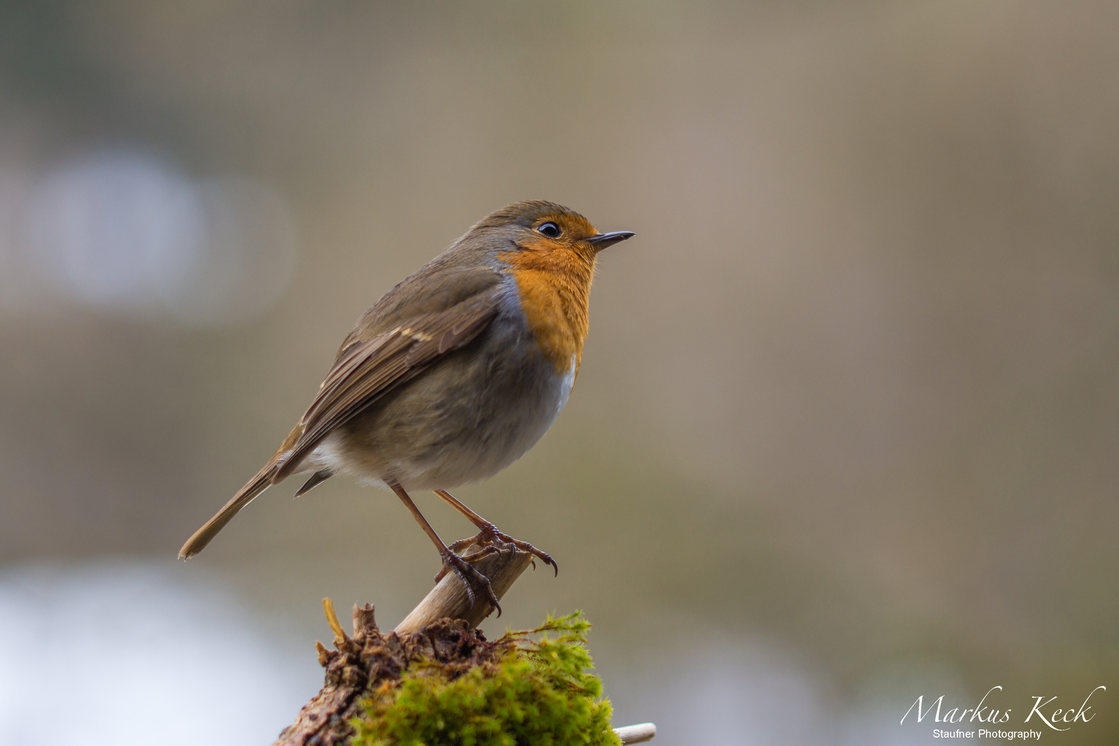 Rotkehlchen (Erithacus rubecula) III