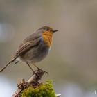 Rotkehlchen (Erithacus rubecula) III