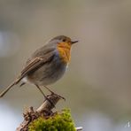 Rotkehlchen (Erithacus rubecula) III