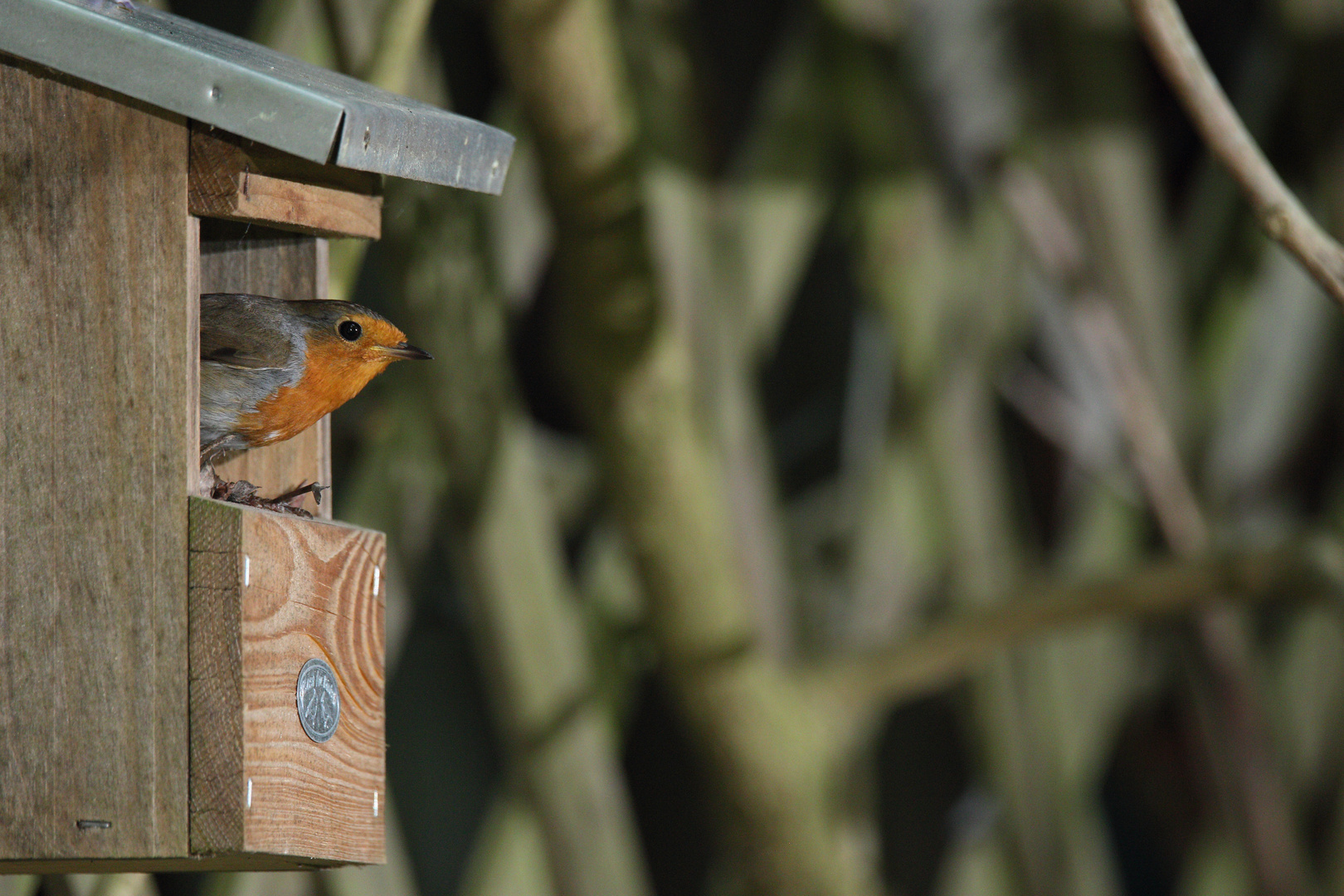 Rotkehlchen Erithacus rubecula III