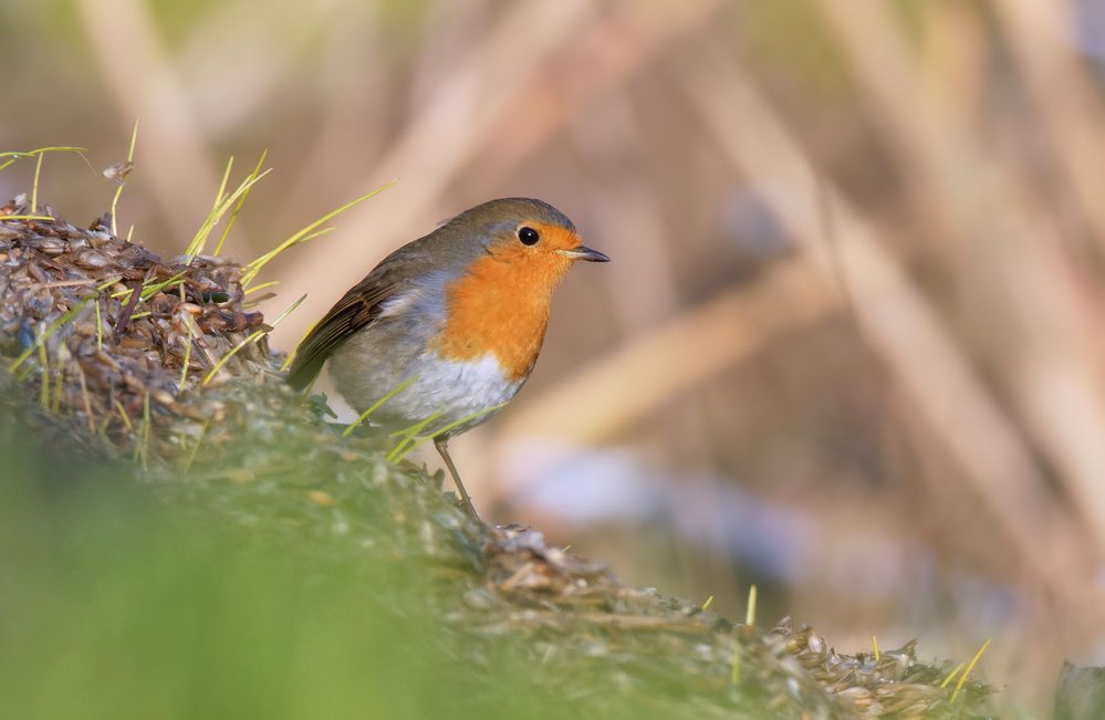 Rotkehlchen  (Erithacus rubecula) im Glück