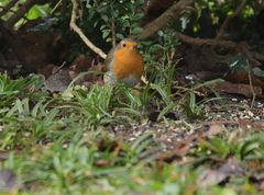 Rotkehlchen (Erithacus rubecula) im heimischen Garten