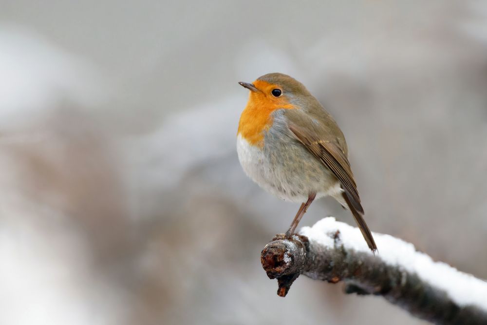 Rotkehlchen  (Erithacus rubecula) im  Winter