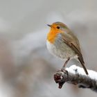 Rotkehlchen  (Erithacus rubecula) im  Winter