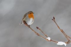 Rotkehlchen (Erithacus rubecula) im Winter 