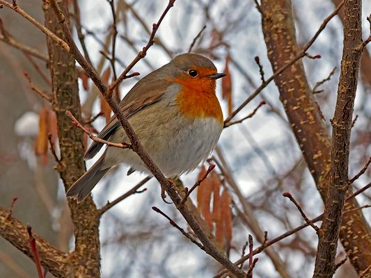 Rotkehlchen (Erithacus rubecula) im Winter... - Le rouge gorge au début de l'hiver...