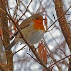 Rotkehlchen (Erithacus rubecula) im Winter... - Le rouge gorge au début de l'hiver...