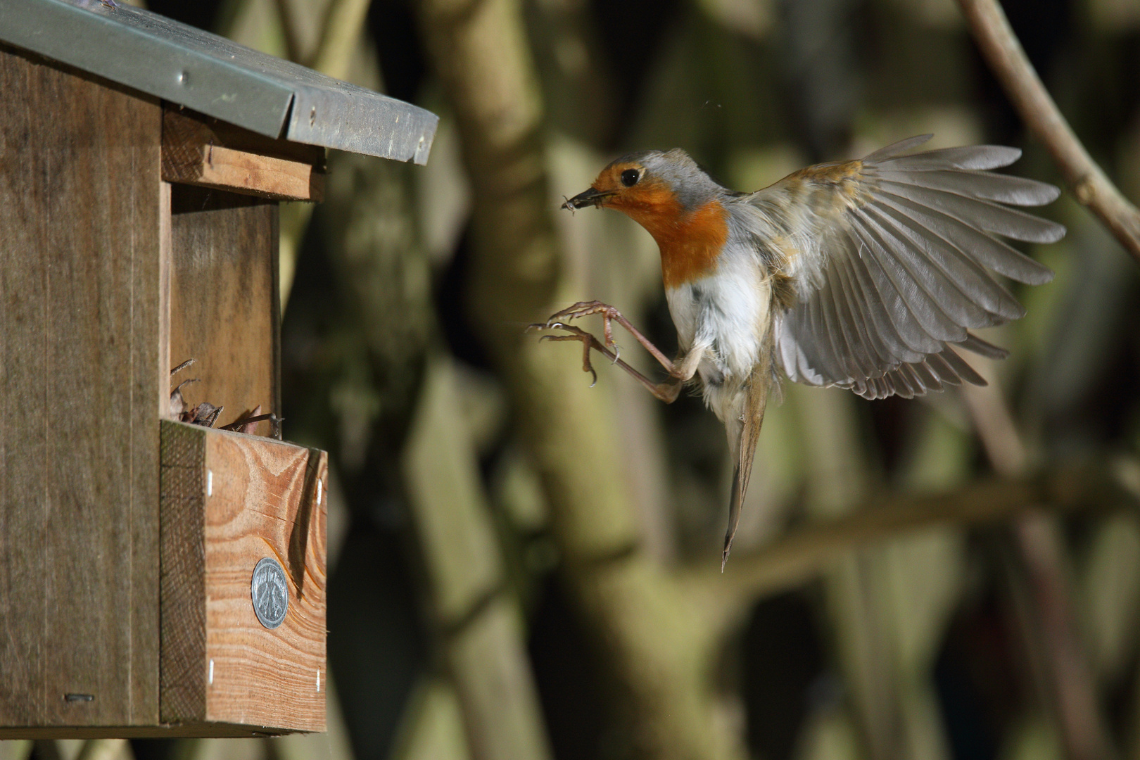 Rotkehlchen Erithacus rubecula iV