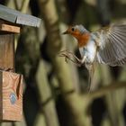 Rotkehlchen Erithacus rubecula iV