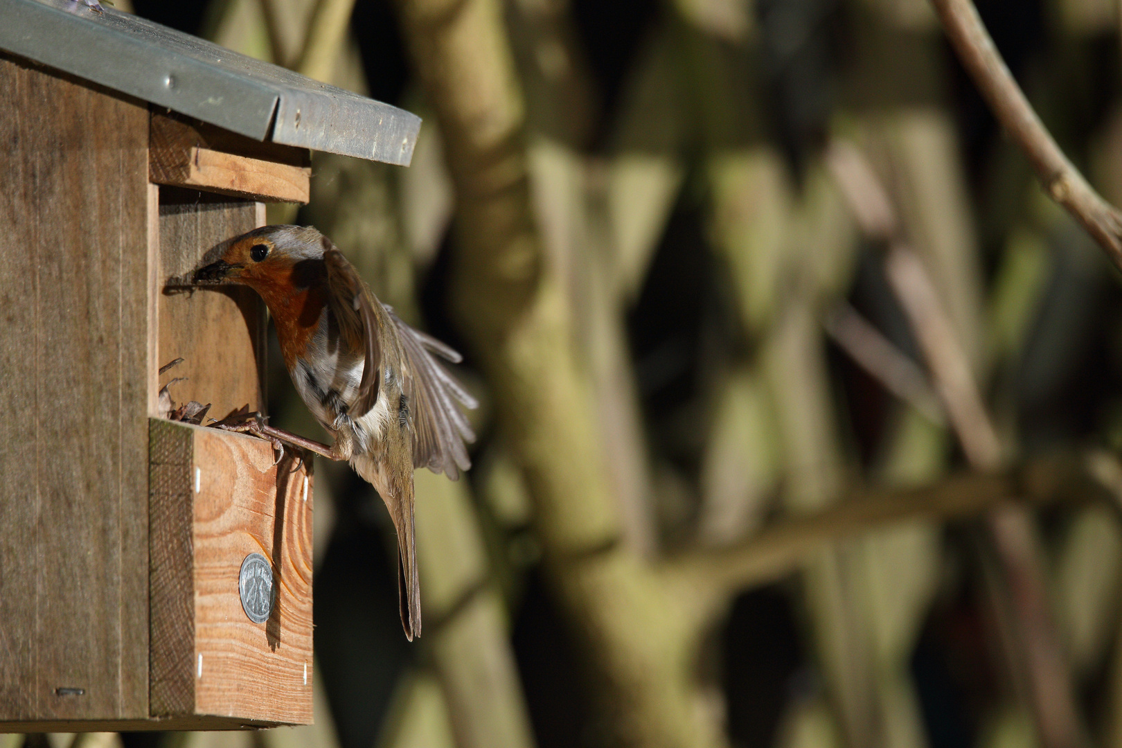 Rotkehlchen Erithacus rubecula IX