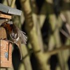 Rotkehlchen Erithacus rubecula IX