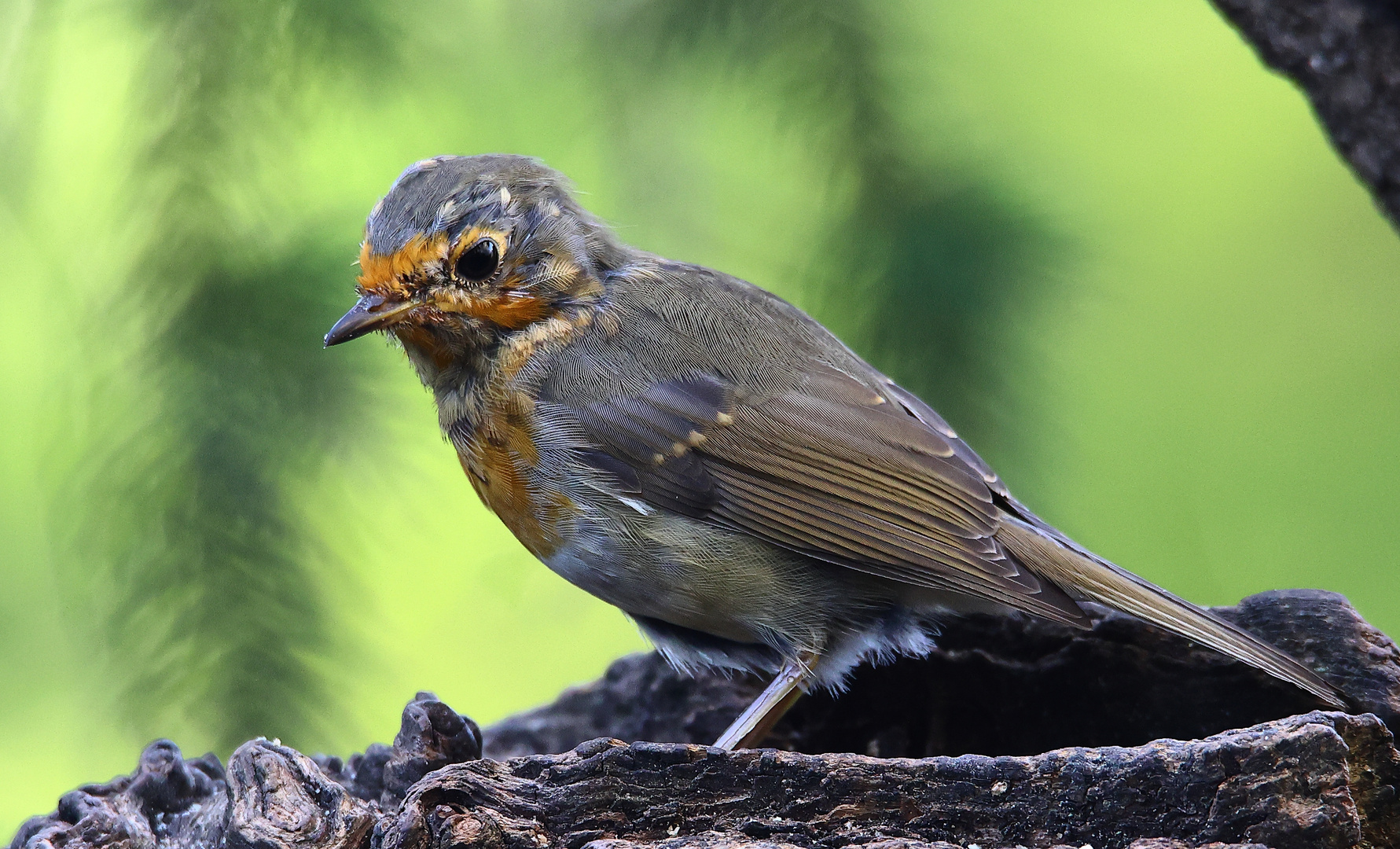 Rotkehlchen (Erithacus rubecula) Jungtier 2021