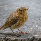 Rotkehlchen (Erithacus rubecula) Jungvogel