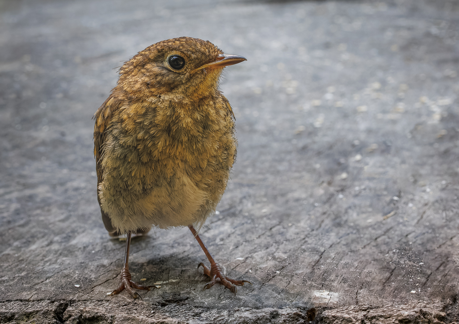 Rotkehlchen (Erithacus rubecula) Jungvogel