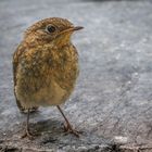 Rotkehlchen (Erithacus rubecula) Jungvogel