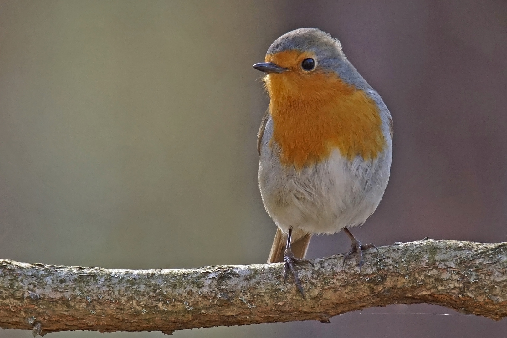 Rotkehlchen (Erithacus rubecula), Männchen