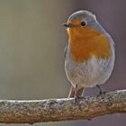 Rotkehlchen (Erithacus rubecula), Männchen