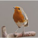 - Rotkehlchen - ( Erithacus rubecula ) " Mein Liebling "