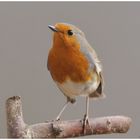 - Rotkehlchen - ( Erithacus rubecula ) " Mein Liebling "