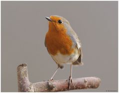 - Rotkehlchen - ( Erithacus rubecula ) " Mein Liebling "