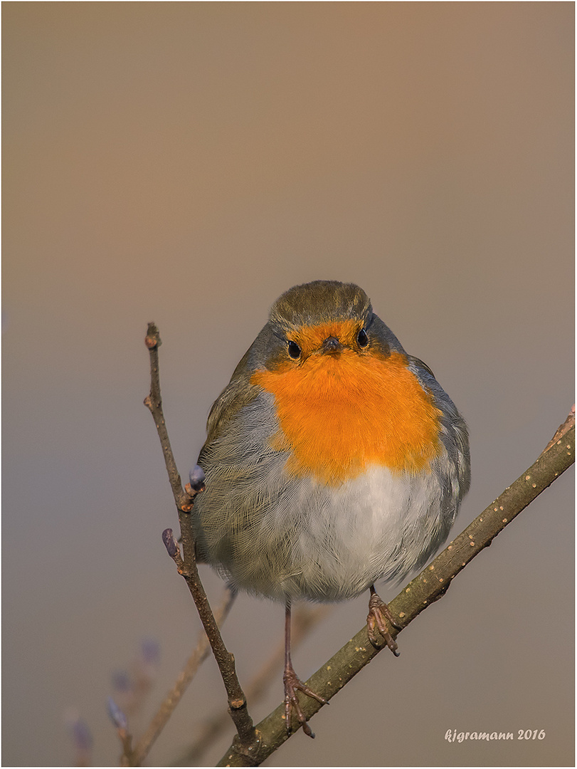 rotkehlchen (erithacus rubecula melophilus)....