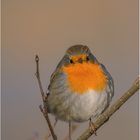 rotkehlchen (erithacus rubecula melophilus)....