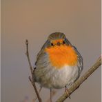 rotkehlchen (erithacus rubecula melophilus)....