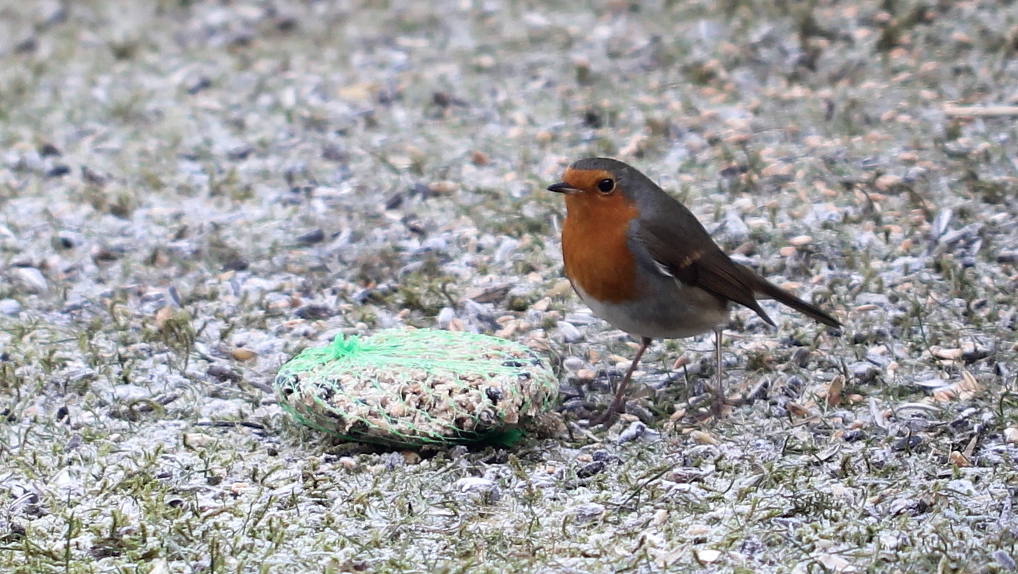 Rotkehlchen (Erithacus rubecula melophilus)...