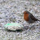 Rotkehlchen (Erithacus rubecula melophilus)...