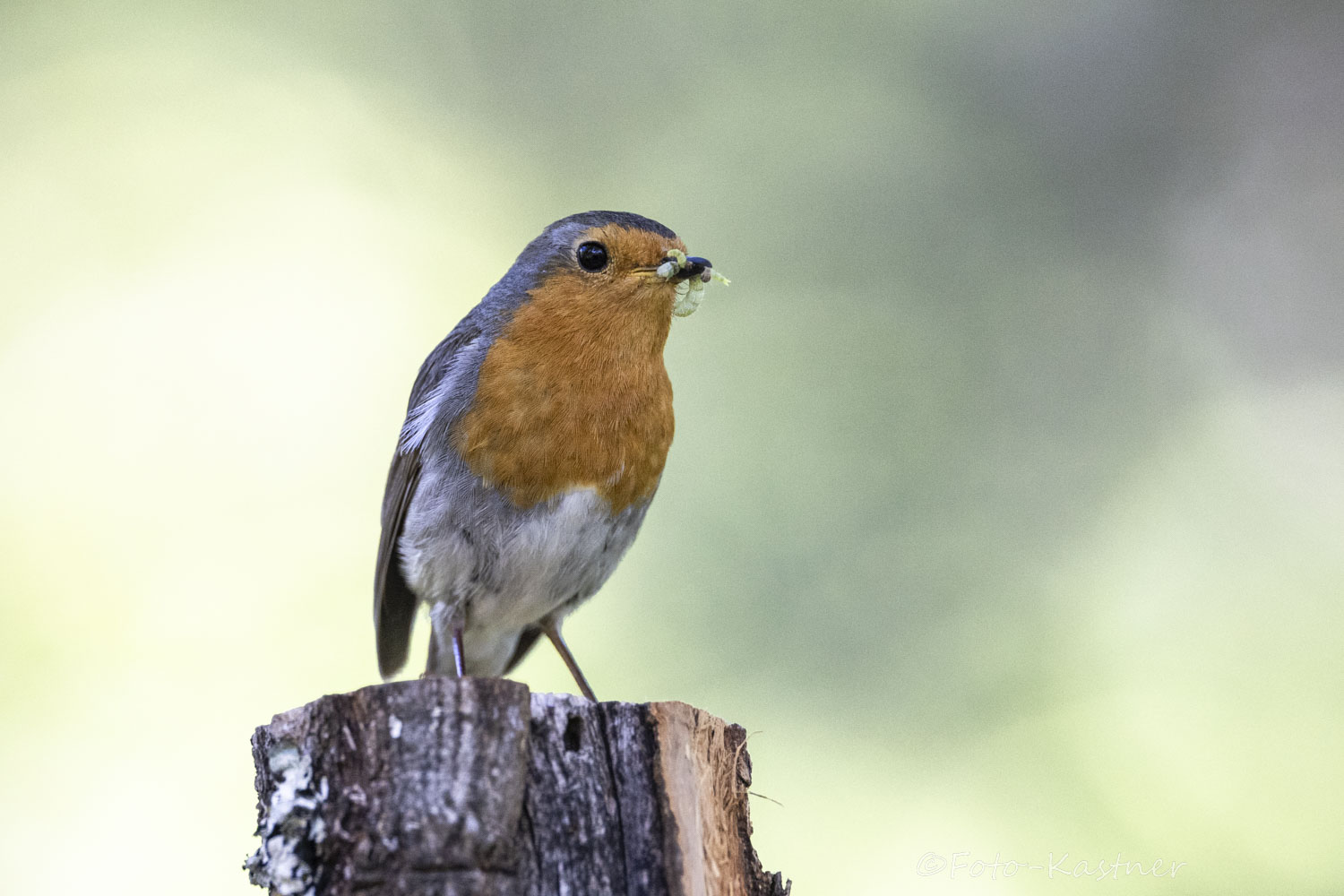 Rotkehlchen (Erithacus rubecula) mit Beute