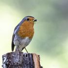 Rotkehlchen (Erithacus rubecula) mit Beute