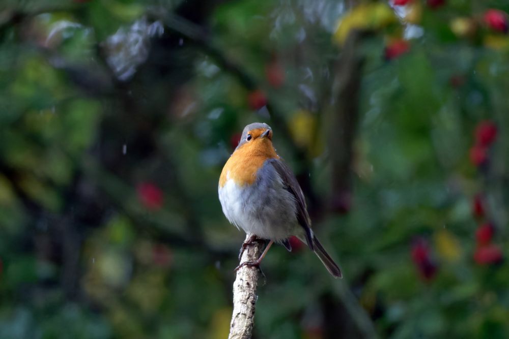 Rotkehlchen  (Erithacus rubecula) mitten im Regen...