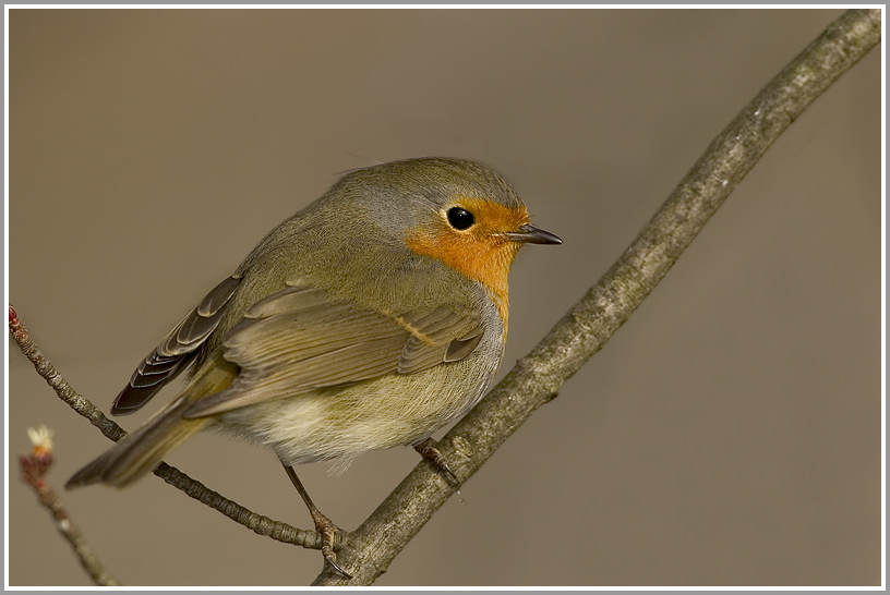 Rotkehlchen (Erithacus rubecula), NSG Ruhraue Mülheim/Ruhr