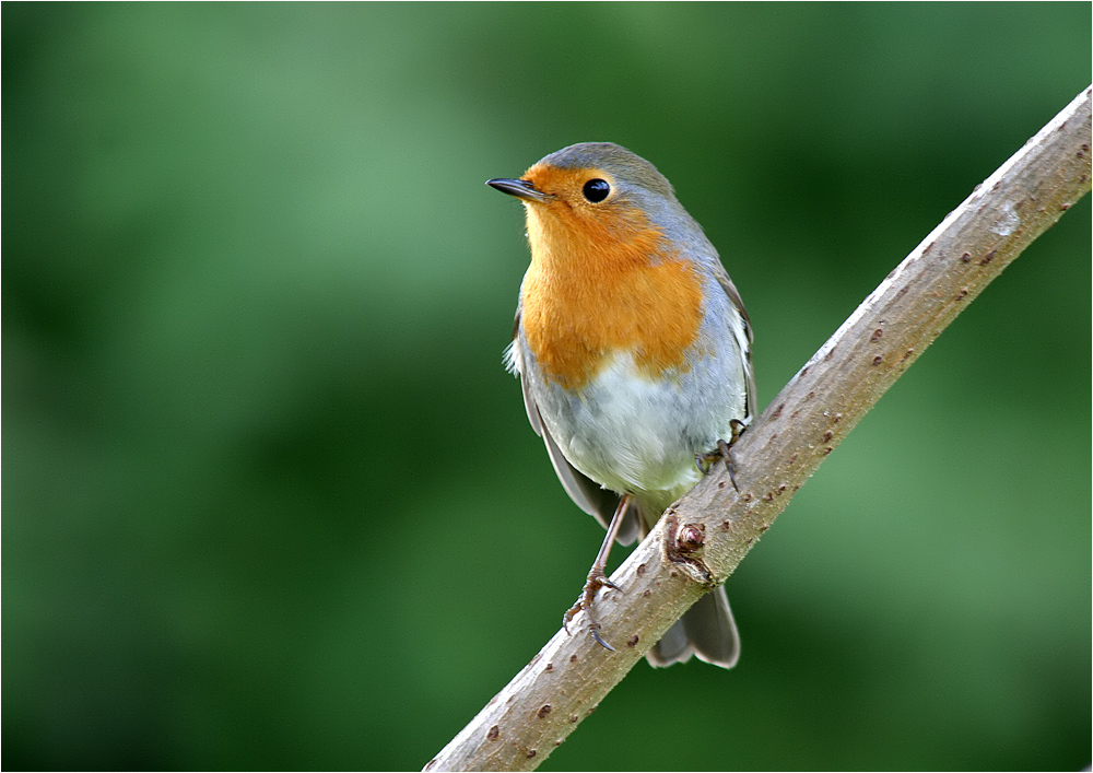 Rotkehlchen (Erithacus rubecula) - re-reload