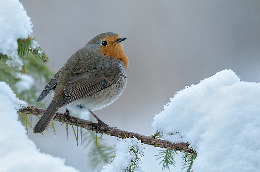 Rotkehlchen, Erithacus rubecula; Robin