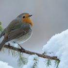 Rotkehlchen, Erithacus rubecula; Robin