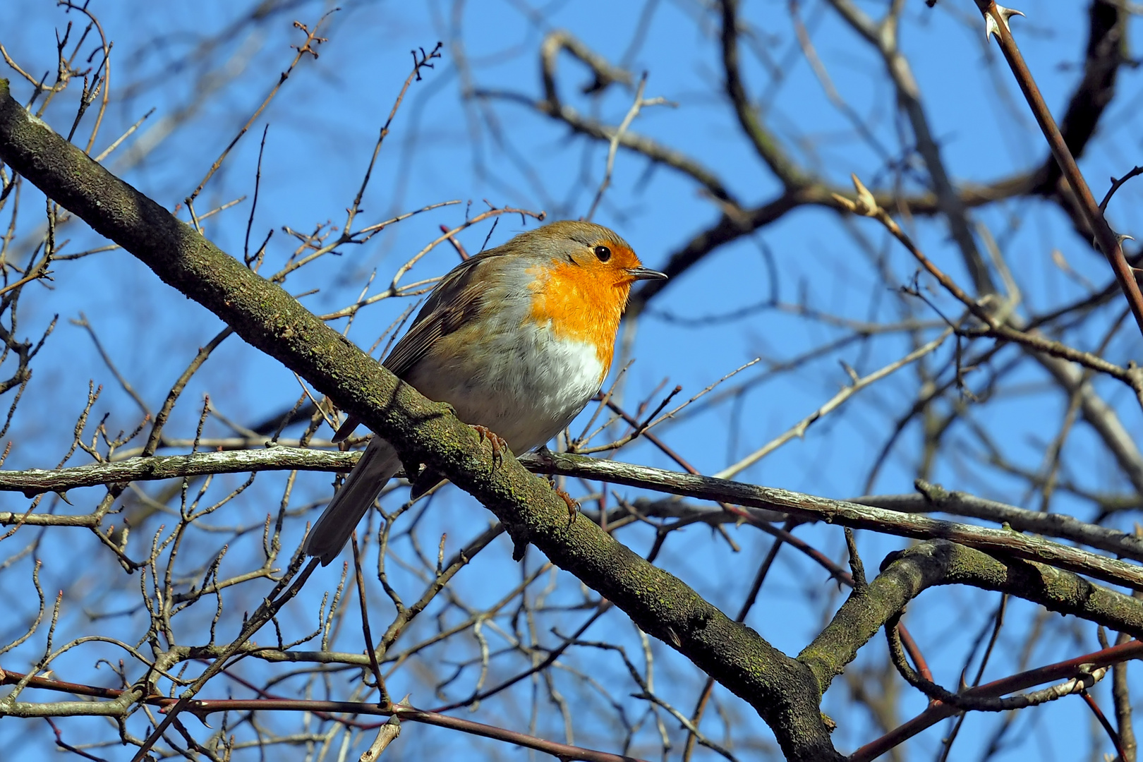 Rotkehlchen (Erithacus rubecula) - Rougegorge familier!