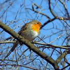 Rotkehlchen (Erithacus rubecula) - Rougegorge familier!